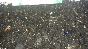 Лук на зелень через 7 дней после посадки семенами. Сорта: Фактор, Тотем, Параде. Огород на окне