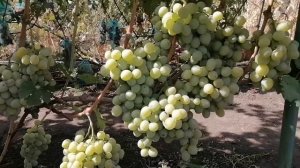 Сорта винограда ранне- среднего срока созревания .Часть № 9.