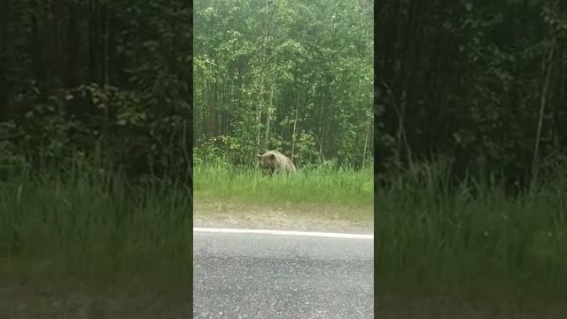 Бурый медведь в Архангельской области