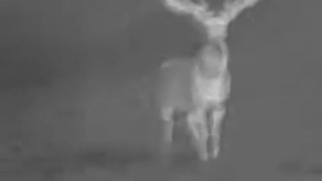 ▶ PULSAR Quantum XD 50S YouTube 360p смотреть онлайн