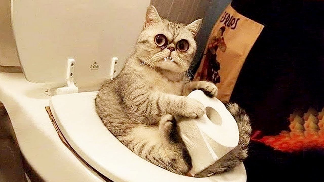 Смешные видосы про котиков