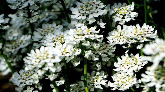ПОСАДИТЕ МОРОЗОСТОЙКИЕ ЦВЕТЫ В СЕНТЯБРЕ! БУДУТ РАДОВАТЬ ПЫШНЫМ ЦВЕТЕНИЕМ