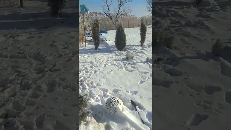 красота в саду