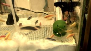 Массовый нерест ДАНИО ГлоФиш. Икра, Личинка, Малёк.