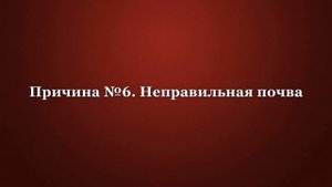У комнатной ГЕРАНИ желтеют и сохнут листья. Что делать? Проблемы с ПЕЛАРГОНИЕЙ и их решение
