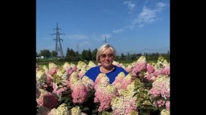 Внимание! Внимание! Внимание! Акция на гортензии Самарская Лидия