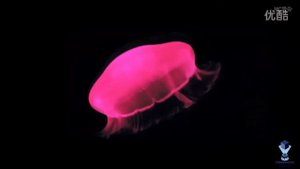FormosaPlus Holo: видео для голографического вентилятора