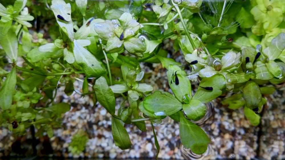 Мальки от чёрной моллинезии #NIK_72 смотреть онлайн