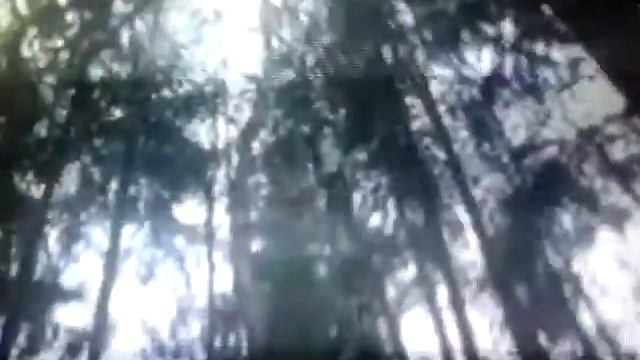 Бригада оля и пчела смотреть онлайн