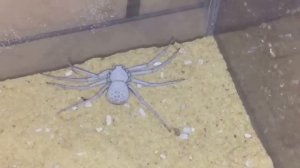 Adult Female, Sicarius Terrosus, Six Eyed Sand Spider, Real Or Fake.