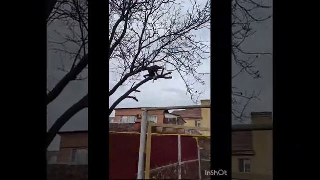 Спил Деревьев Ростов-на-Дону 8-928-226-08-66 смотреть онлайн