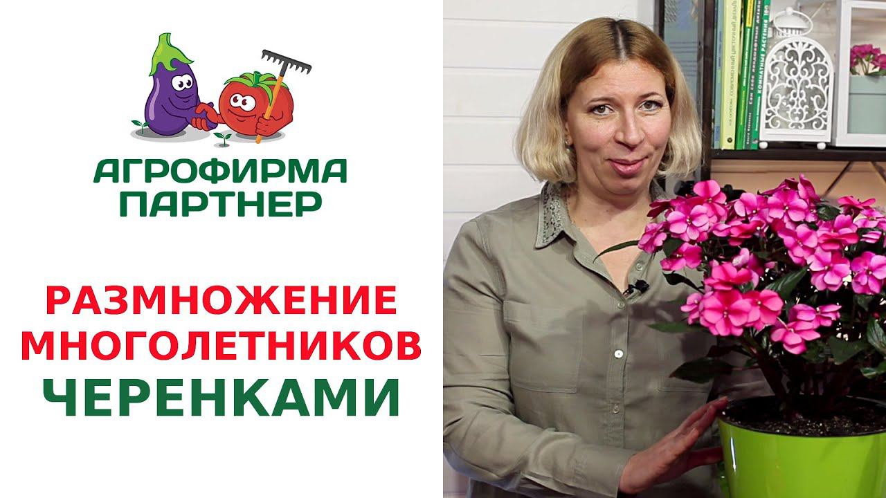 РАЗМНОЖЕНИЕ МНОГОЛЕТНИКОВ ЧЕРЕНКАМИ
