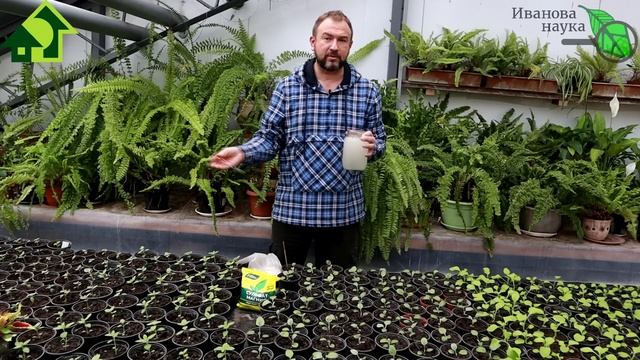 ДЛЯ РАССАДЫ И ЦВЕТОВ ГОТОВИМ МАТОЧНЫЙ РАСТВОР! Как легко и просто приготовить раствор для подкормки смотреть онлайн