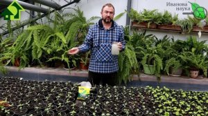 ДЛЯ РАССАДЫ И ЦВЕТОВ ГОТОВИМ МАТОЧНЫЙ РАСТВОР! Как легко и просто приготовить раствор для подкормки