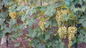 Виноград к-ш Соломія.