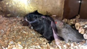 ДЕГУ ОПЯТЬ ДЕРУТСЯ? У Бубы с Пупой конфликт. Новый наполнитель для клетки