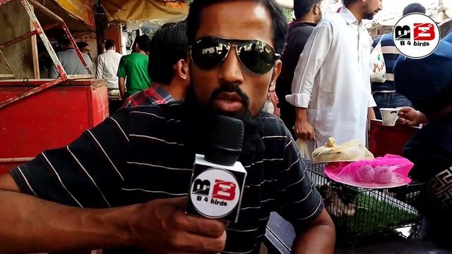 Java Sparrow complete information in Urdu Hindi || Breeding Seasson ||Java earning||Java||B4BIRDS смотреть онлайн