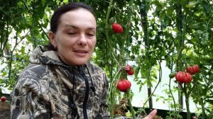 Обзор томатов- Веселый сосед, Золотой Кенигсберг, Земба, Черная богиня, Малиновая идея F1