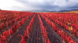 КАПСИХОР - КРЫМ. ВИНОГРАДНИКИ МАССАНДРЫ. ЧТО С НИМИ СЕЙЧАС?