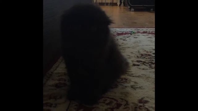 хайленд фолд 2 мес смотреть онлайн