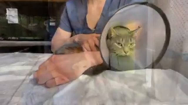 Спасибо за июнь! смотреть онлайн