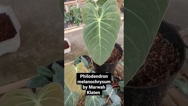 Philodendron Melanochrysum by Marwah Klaten