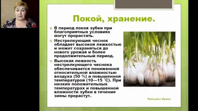 Фрагмент вебинара Чеснок озимый и летний Кольцова Ирина смотреть онлайн