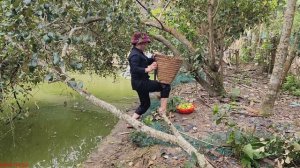Harvesting apples to sell and cutting hair for two children - DANG THI DU