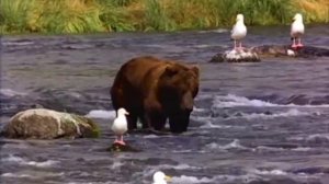 Bear. Медведь ловит рыбку