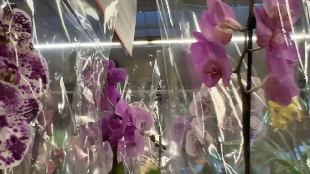 Ночью в Оби снимала обзор орхидей. смотреть онлайн