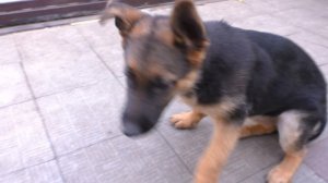 СИМКА - дочь Тайсона и Аманды. Щенок Немецкой овчарки 3 мес German Shepherd puppy 3 months