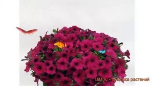 Петуния мультифлора Джоконда Виолет ? обзор: как сажать, семена петунии Джоконда Виолет