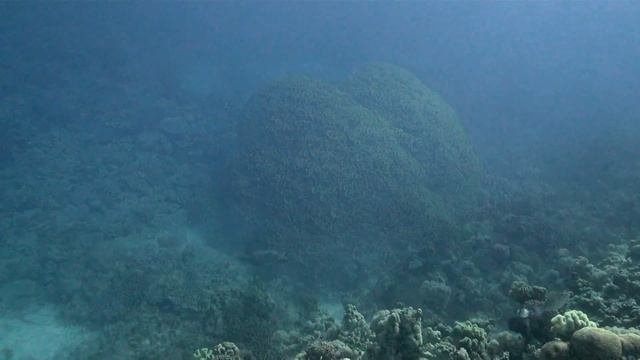 Как хорошо гулять в саду... смотреть онлайн