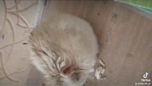 хомяк ест семку