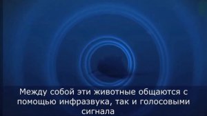Самые УДИВИТЕЛЬНЫЕ факты о китах о которых вы даже НЕ ДОГАДЫВАЛИСЬ