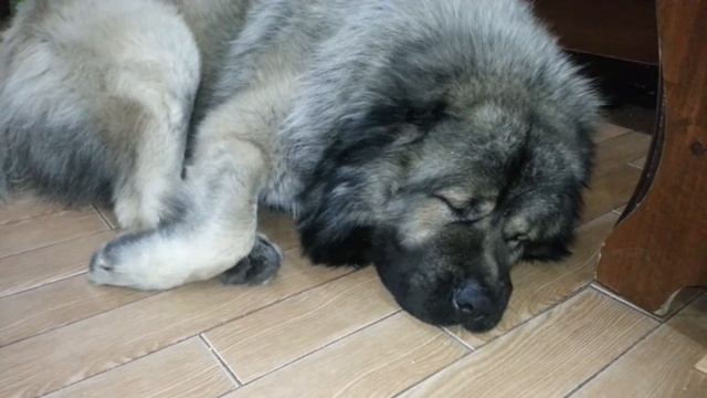 Богатырский сон кавказца