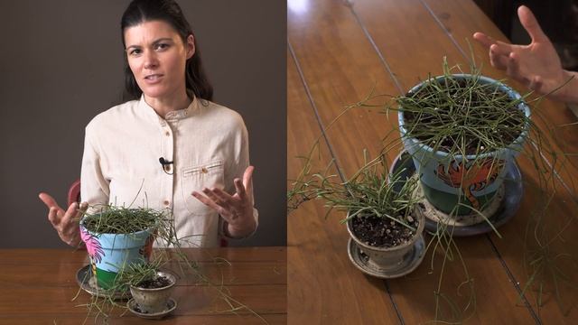 Hoya retusa (Grass-leaved Hoya) Houseplant Care — 179 of 365 смотреть онлайн