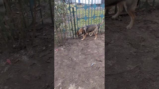 Бой, метис овчарки и хаски 10 месяцев