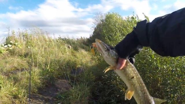 Ловля ЩУКИ и ОКУНЯ на СПИННИНГ в стоячей воде ОСЕНЬЮ!!! Рыбалка в Подмосковье!!! Спиннинг осенью!!!