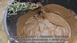 Роза морщинистая