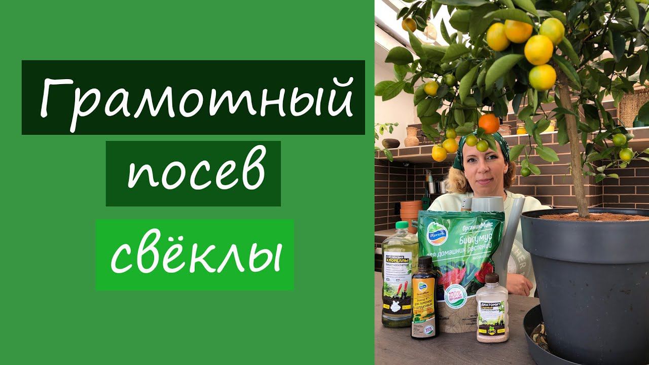 Грамотный посев свёклы