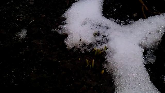 Подснежники, пролиски. Цветы под снегом смотреть онлайн