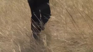 ШИКАРНЫЙ СТИХ! ПОСЛУШАЙТЕ! Аль Хоон. Синица.