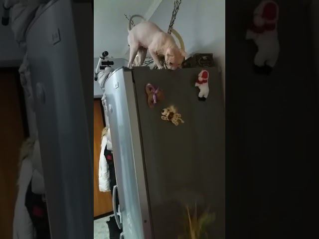 Амашка играет смотреть онлайн