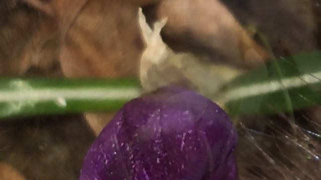 Зяка и первоцветы смотреть онлайн