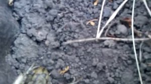 Лягушка раздувается