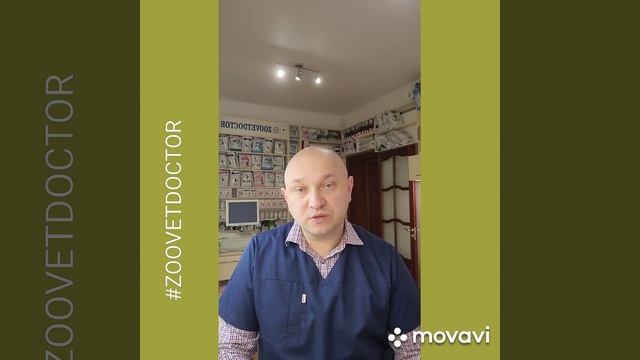 Нос индикатор заболеваний у животных собак и кошек у собаки сухой нос или мокрый нос что делать vet смотреть онлайн