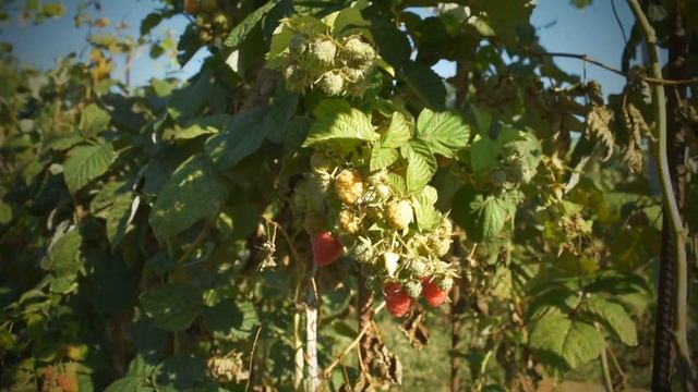 Ягода малина! смотреть онлайн