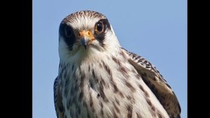 ИНТЕРЕСНЫЕ ФАКТЫ О КОБЧИКАХ