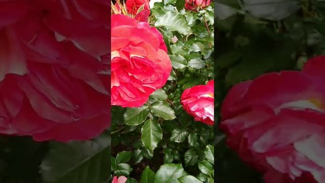 Роза "Gebruder Grimm" (Братья Гримм), Kordes, Германия, 2002 смотреть онлайн